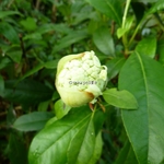Hydrangea serratifolia (2)
