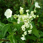 Hydrangea serratifolia (3)