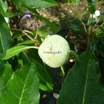 Hydrangea serratifolia (5)