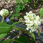 Hydrangea serratifolia (4)