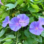 Ipomoea indica (5)