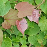 Vitis coignetiae Claret Cloak