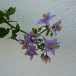 Solanum crispum Glasnevin