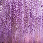 Wisteria floribunda Royal Purple