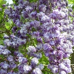 Wisteria floribunda Violacea Plena (2)