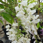 Wisteria sinensis Alba