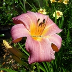 Hemerocallis Sucre Candy (2)