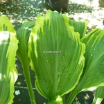 Hosta Delivrance (3)