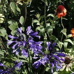 Agapanthus Navy Blue