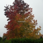 Liquidambar styraciflua