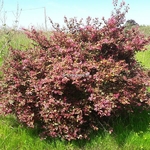 Loropetalum chinense Fire Dance