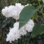 Syringa vulgaris Mme lemoine (1)