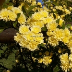 Rosa banksiae Lutea (1)