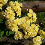 Rosa banksiae Lutea (3)
