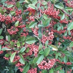 Cotoneaster lacteus (2)