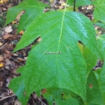 Liriodendron tulipifera (4)