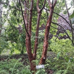 Acer griseum (2)