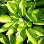 Hosta Janet