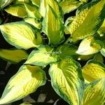 Hosta Orange Marmelade