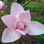 Magnolia Iolanthe (1)