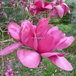 Magnolia Vulcan (17)
