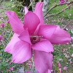 Magnolia Vulcan (18)