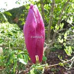 Magnolia liliiflora Nigra