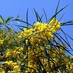 Acacia retinodes (1)