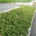 Cotoneaster dammeri Frieders Evergreen