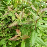 Rhododendron augustinii Carolles