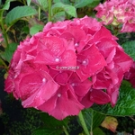 Hydrangea macrophylla Ruby Red (2)