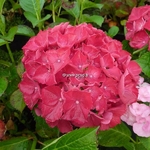 Hydrangea macrophylla Ruby Red (3)