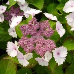 Hydrangea macrophylla Koria