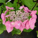 Hydrangea macrophylla Zorro