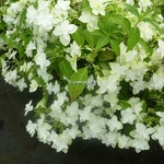 Hydrangea serrata Shirofuji (1)