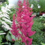 Astilbe Fanal