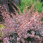 Berberis thunbergii Harlequin (2)