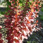 Berberis thunbergii Orange Rocket (3)