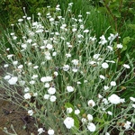 Lychnis coronaria Alba