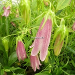 Campanula takesimana Elisabeth