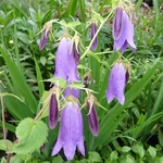 Campanula takesimana Sarastro