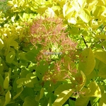 Cotinus coggygria Aurea (1)