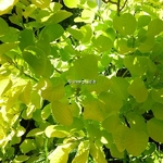 Cotinus coggygria Aurea (3)