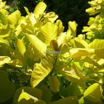 Cotinus coggygria Aurea (4)