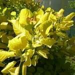 Cotinus coggygria Aurea (5)