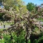 Deutzia hybrida Perle Rose