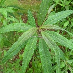 Helwingia chinensis (1)