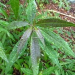 Helwingia chinensis (3)