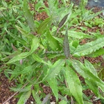 Helwingia chinensis (2)