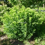 Lespedeza thunbergii Albiflora